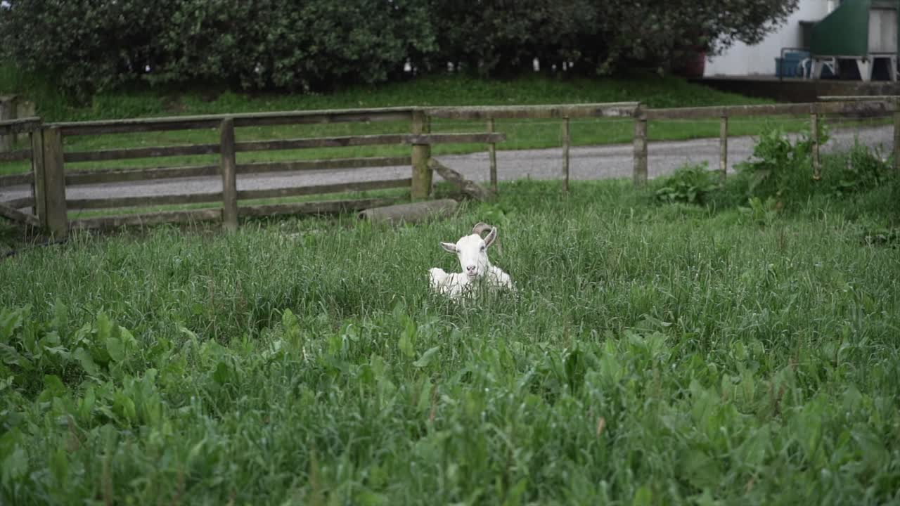 Goat in a grassy field