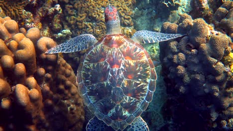 hawksbill sea turtle swims under water on the background of coral reefs. scuba dive on wildlife. underwater marine life tropical turtle in wild nature