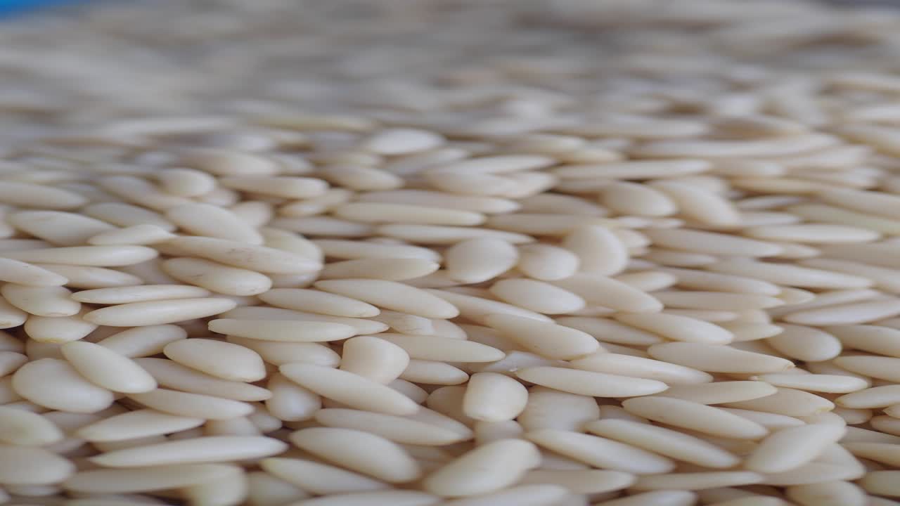 소나무 견과류 어리