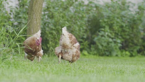 Vista-Más-Cercana-De-Tres-Gallinas