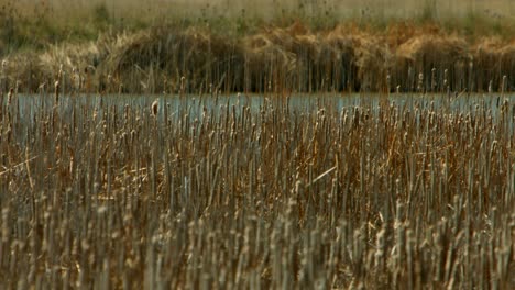 marshland bird refuge plants and cat tails blowing in the wind