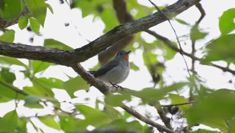 Seen-wagging-and-chirping-while-perched-on-a-branch-then-flies-away-to-the-left