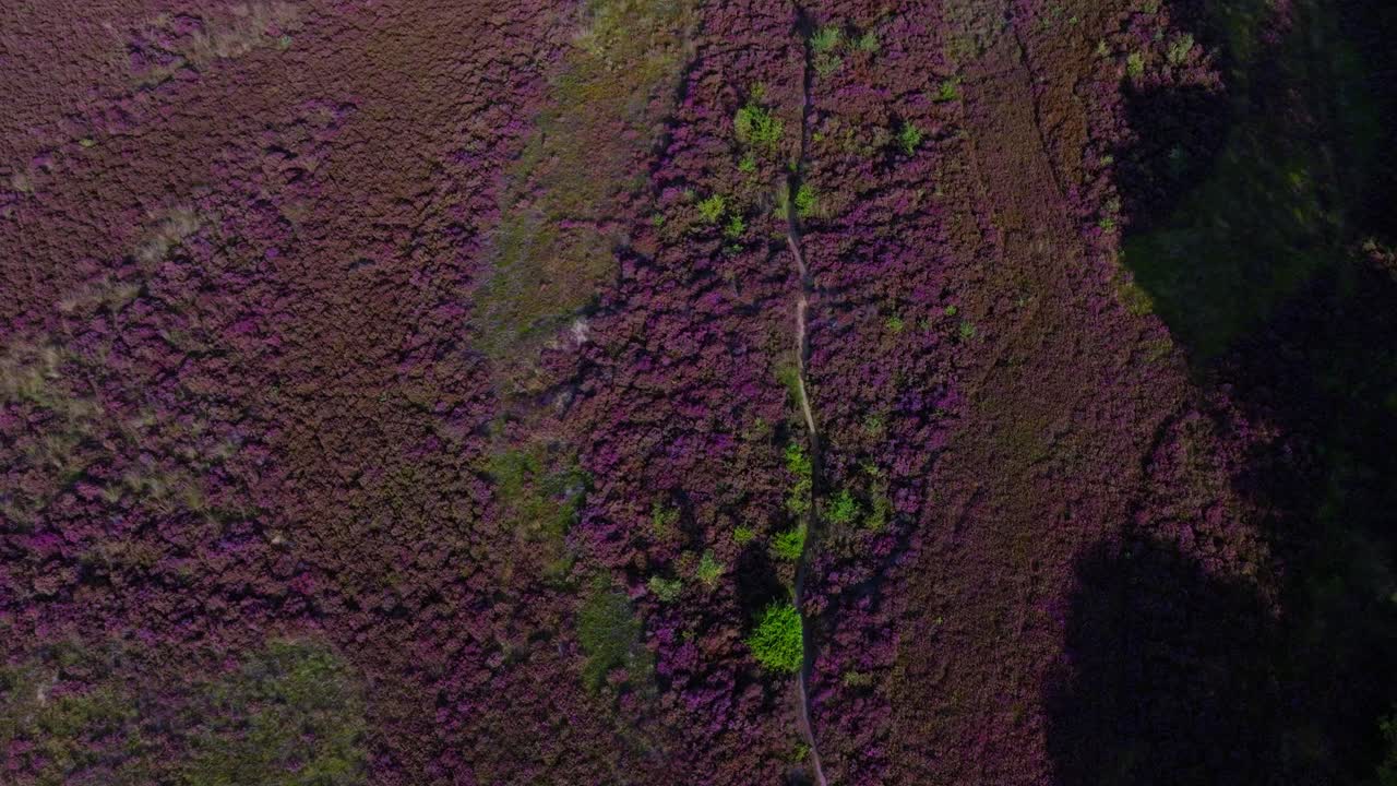 Aerial view of heathland with heather and a path