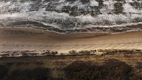 Desde-Una-Perspectiva-Aérea-A-Vista-De-Pájaro,-Observe-Cómo-Las-Poderosas-Y-Rítmicas-Olas-Rompen-Implacablemente-En-Una-Playa-De-Arena,-Con-Dunas-Ondulantes-Y-Arbustos-Marrones-Que-Se-Suman-A-La-Belleza-Natural.