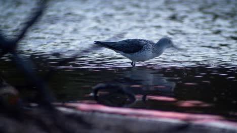 telephoto shot of common greenshank bird eating insects flying above water surface