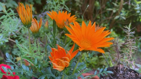 time lapse of a beautiful orange flower in the sun in the wind in a garden in germany