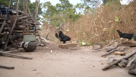 Primer-Plano,-Mostrando-Pollos-Frente-A-Una-Choza,-Panorama-Alpino-En-El