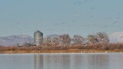 a huge flock of migrating snow geese land on a lake in the countryside