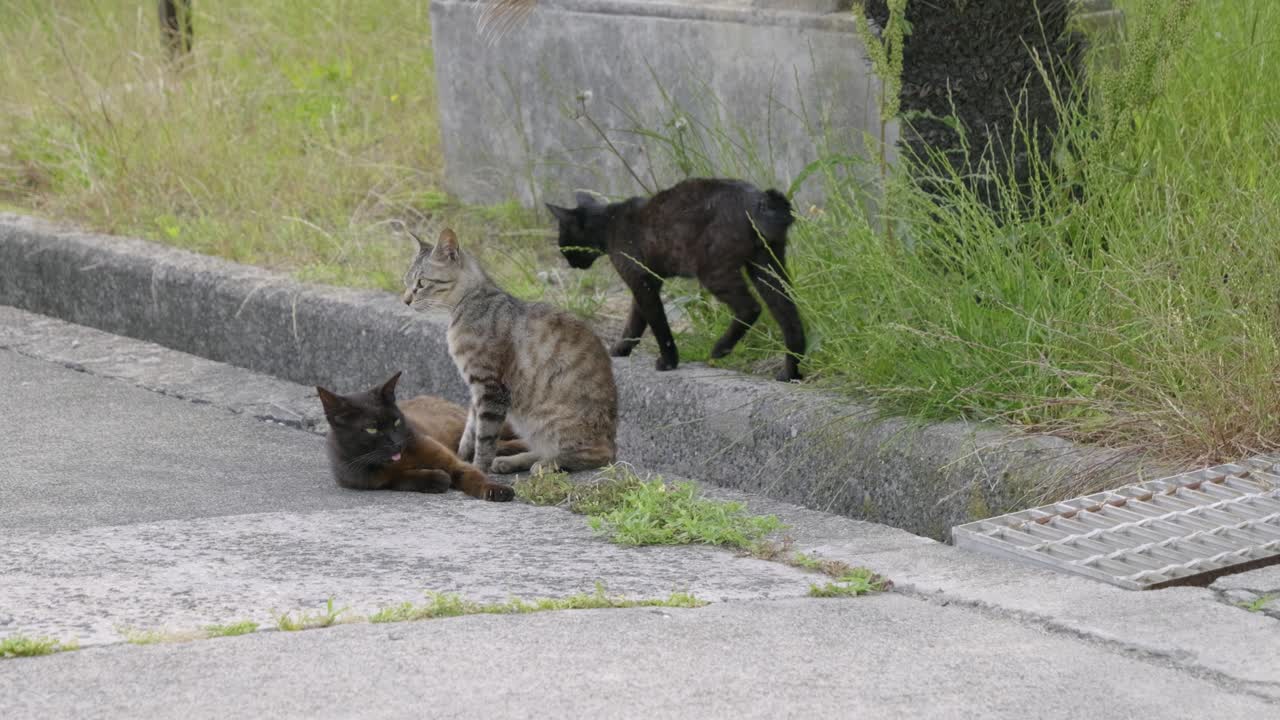 Gatos fofos despreocupados com rabos cortados.