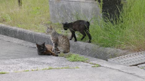 cute cats being carefree with clipped tails