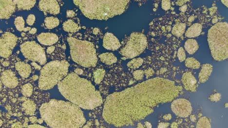 aerial view of floating islands in a wetland