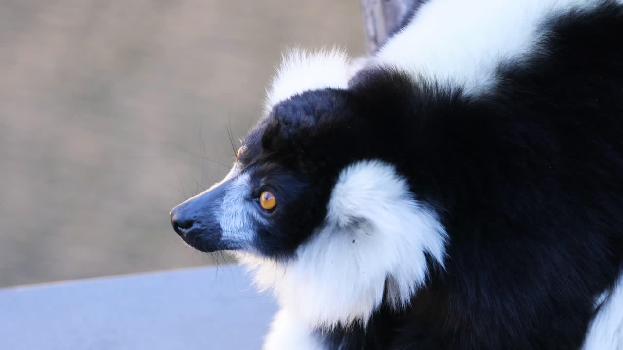 멜버른 동물원 에서 주변 환경 을 관찰 하는 레무르