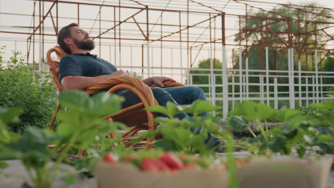 farmer relaxing on wooden rocking chair holding glass of fresh strawberry juice in lush garden at sunset backdrop with blurred greenhouse structure and leafy plants creating serene rural mood