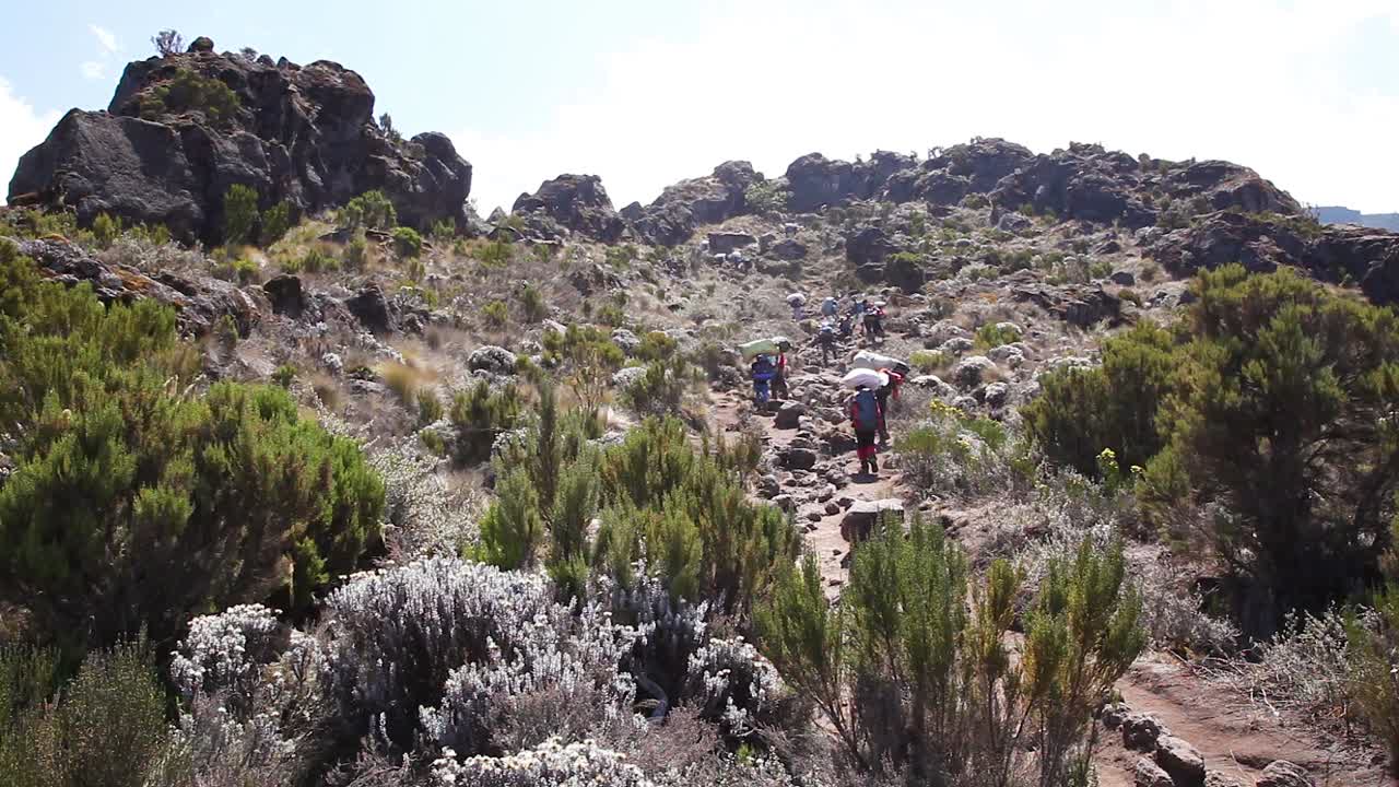 등산객과 트레커들은 탄자니아 아프리카 킬리만자로산 정상까지 가는 길을 걷고 있습니다.