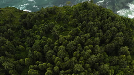 Inclinarse-Hacia-Abajo-A-Través-De-La-Sinuosa-Carretera-Del-Noroeste-Del-Pacífico-A-Lo-Largo-De-La-Costa-Entre-Un-Denso-Bosque