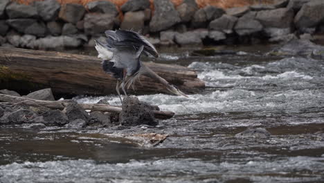 great blue heron spreads its wings and takes a drink of water