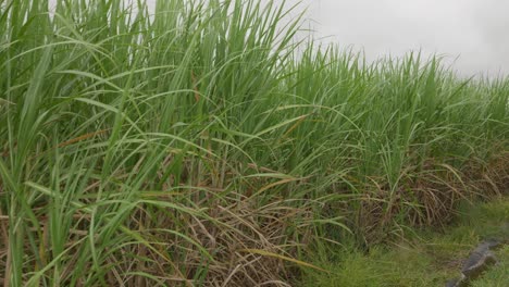 pan right, a row of tall sugar cane seats gently in the blowing breeze on a cloudy day