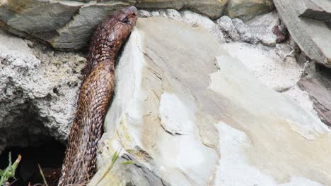 Two-Cape-cobra's-emerge-from-their-burrow-in-South-Africa