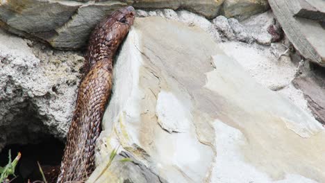 dos cobras del cabo emergen de su madriguera en sudáfrica