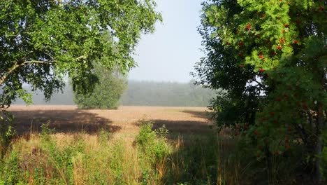 Flying-between-narrow-tree-branch-gap-toward-yellow-wheat-field,-Latvia