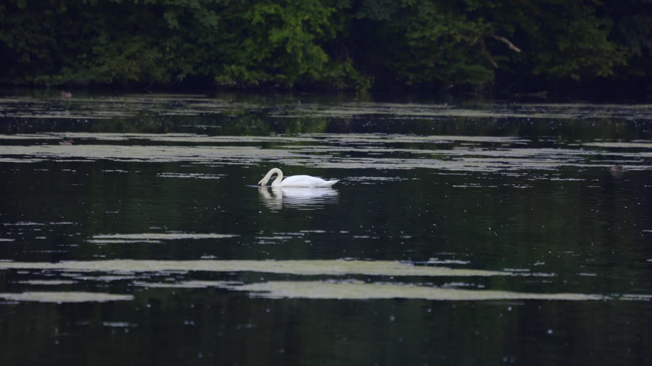 solo majestuoso cisne blanco pescando, bebiendo, nadando en un cuerpo de agua tranquilo