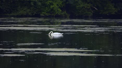 Einzelner-Majestätischer-Weißer-Schwan,-Der-Fischt,-Trinkt,-über-Ruhige-Gewässer-Schwimmt