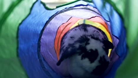 un conejo adorable saltando a través de un tubo