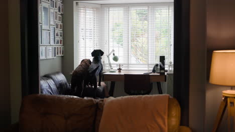 Dogs in a cozy living room office