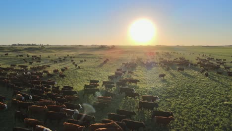 Luftaufnahme-Einer-Großen-Kuhherde,-Die-Sich-Bei-Sonnenuntergang-Auf-Dem-Feld-In-Der-Pampa-Bewegt