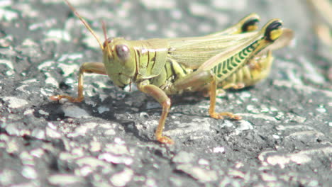 close-up-of-grasshopper-grooming