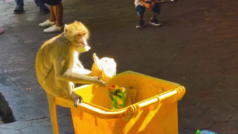 monkey explores trash bin at chonburi zoo