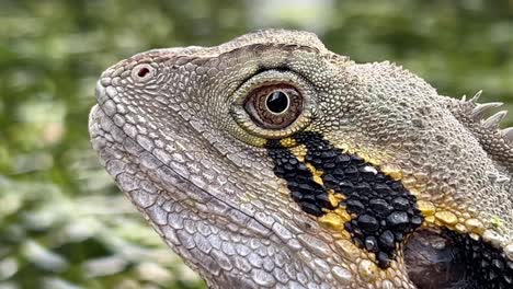 australian water dragon, intellagama lesueurii blinking its eye with slight head movements at brisbane botanical garden, close up shot capturing the details of the species