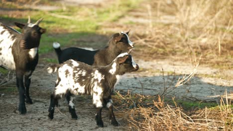 goats in a pasture