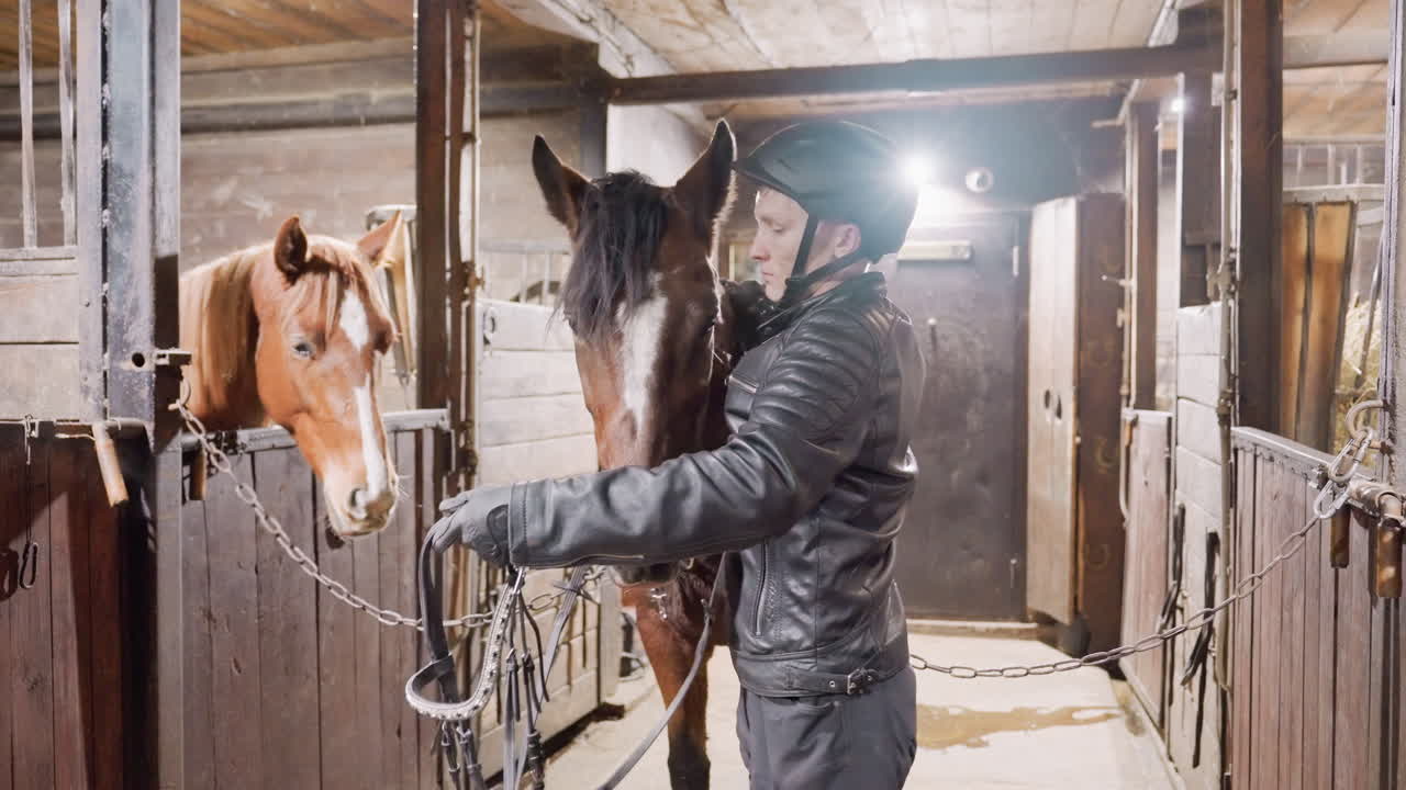 Morning stable routine with careful handling. Two horses being groomed and prepared in barn for training. Trainer adjusts equipment on horses as morning light fills wooden stable interior