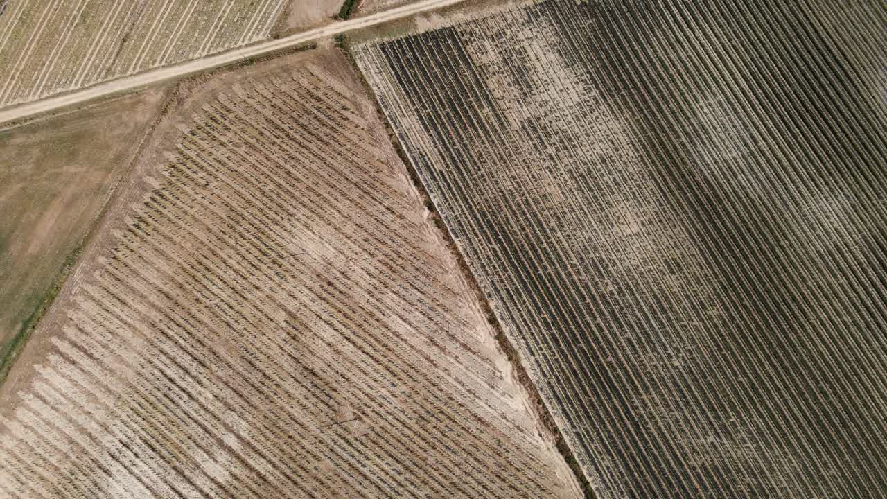 Aerial top view over vineyard rows, in the hills of Tuscany, in the italian countryside