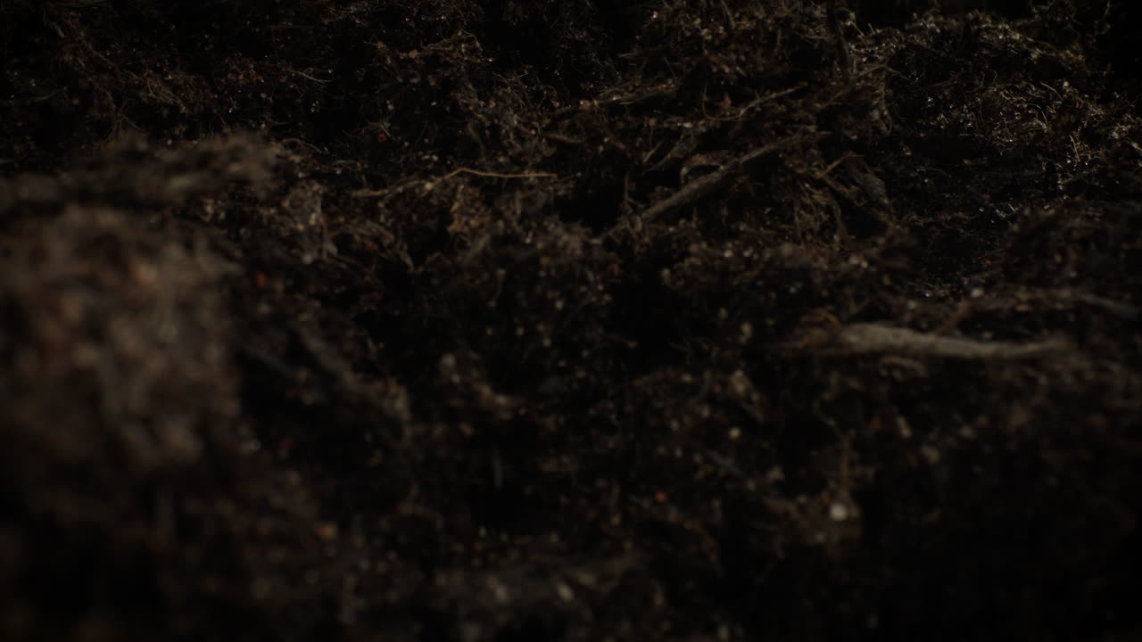 Quattro semi vengono seminati e coperti di terra
