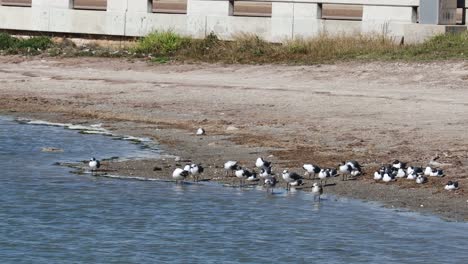 Pequeña-Colonia-De-Gaviotas-Risueñas-En-La-Playa-De-La-Bahía-En-La-Base-Del-Puente-De-La-Calzada