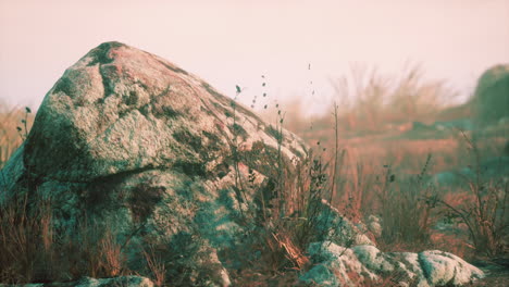 dry grass and rocks landscape