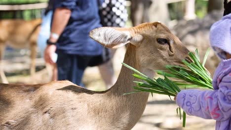 visitors feed antelope at chonburi zoo