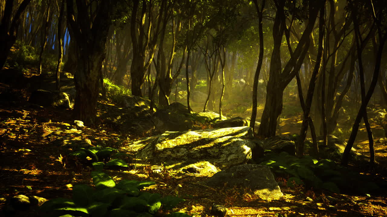 Mysterious green forest with sunlight filtering through trees at dusk