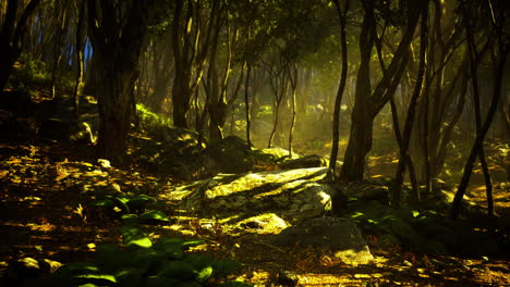 mysterious green forest with sunlight filtering through trees at dusk