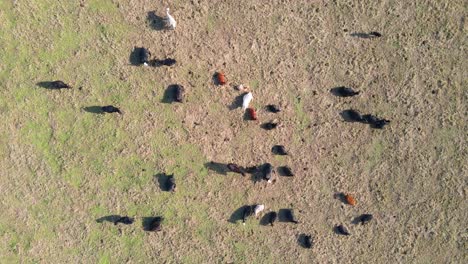 Aerial-footage-of-cows-laying-and-grazing-in-a-pasture