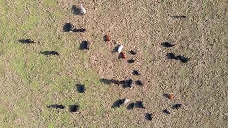 imágenes aéreas de vacas poniendo y pastando en un pasto
