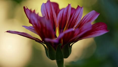 primer plano de una hermosa flor de gazania púrpura