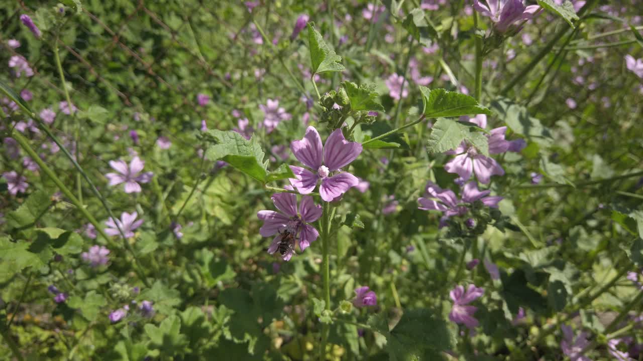 una abeja melífera polinizando flores de malva silvestris de color púrpura púrpura brillante