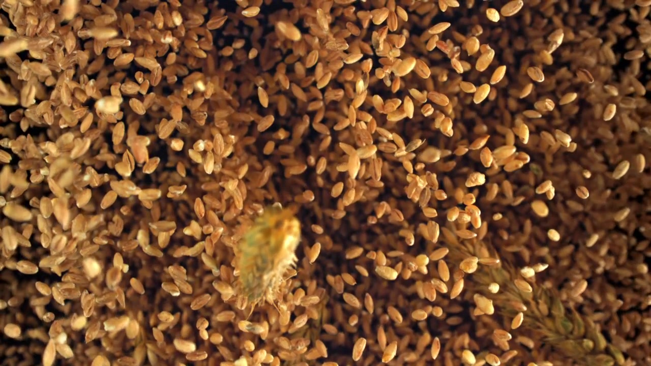 Chicchi di grano dorati che cadono con le spighe