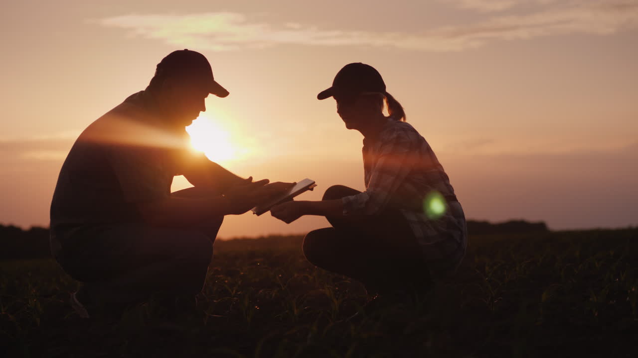 dos granjeros, un hombre y una mujer, están trabajando en el campo, estudian brotes de plantas y usan una tableta al atardecer 4k