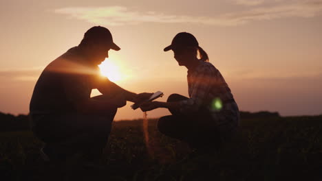 dos granjeros, un hombre y una mujer, están trabajando en el campo, estudian brotes de plantas y usan una tableta al atardecer 4k