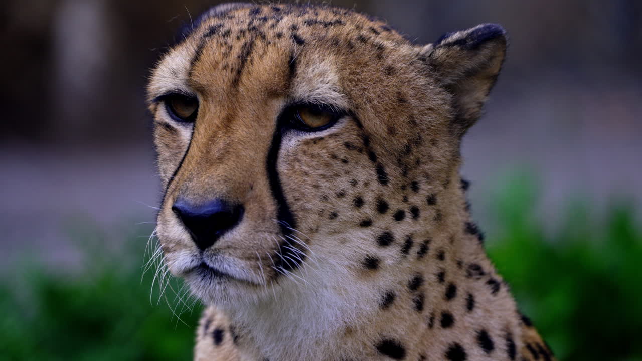 Close-up of a Cheetah's Face