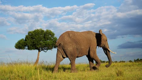 Slow-Motion-Shot-of-Side-on-Elephant-profile-walking-across-Masai-Mara-North-Conservancy-savannah-plains,-African-Wildlife-in-Maasai-Mara-National-Reserve,-Africa-Safari-Animals-in-Kenya